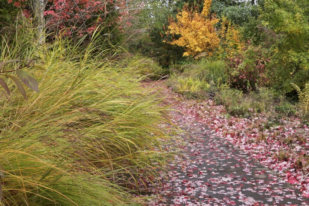 A path covered in fallen red leaves between tall ornamental grasses and shrubs turning orange and gold