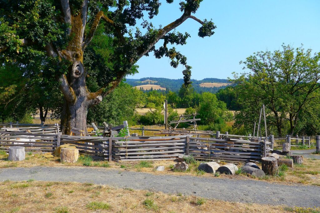 A split-rail fence and wooden stumps around a large oak in a dry meadow, with wooded hills in the distance
