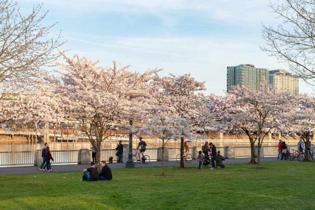 Cherry trees in full pale pink bloom along the Tom McCall Waterfront Park seawall, with walkers and cyclists on the path by the river