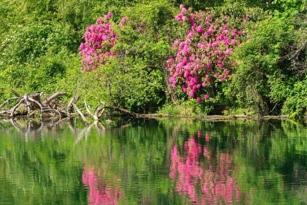 Bright pink rhododendrons in bloom above a still lake, reflected in the water with green shrubs around them