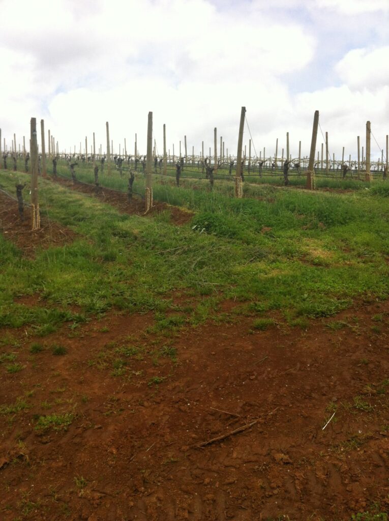 Rows of bare, trained grapevines in red-brown soil on a gentle slope under a cloudy spring sky