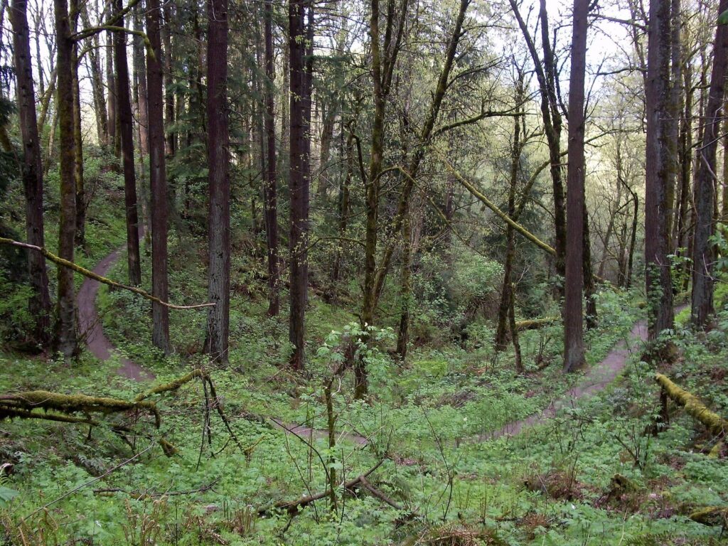 The Wildwood Trail curving through tall conifers and green undergrowth in Forest Park