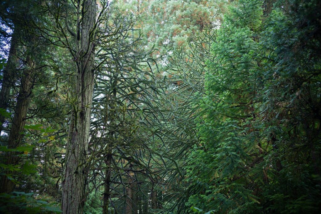A dense stand of tall conifers of different species, with layered branches and deep green needles