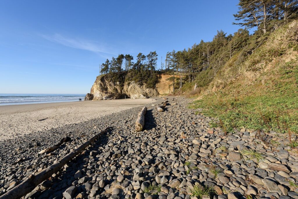 A cobble beach and driftwood log below a sandstone headland topped with trees