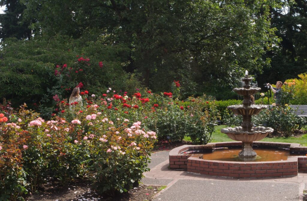 Pink, red and white roses in bloom around a tiered fountain at the International Rose Test Garden