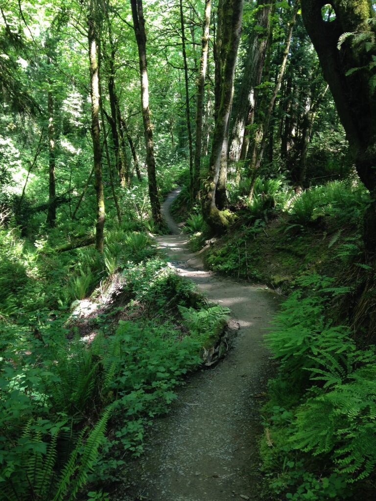 A narrow dirt trail winding through a lush green forest of ferns and tall trees