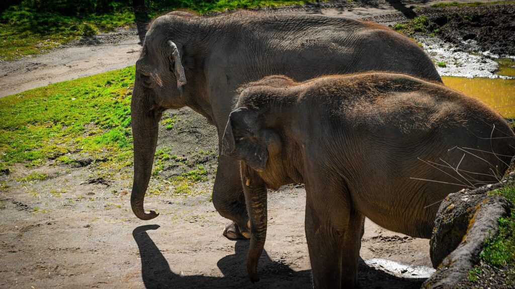 Two Asian elephants walking across a sandy yard beside a pool at the Oregon Zoo