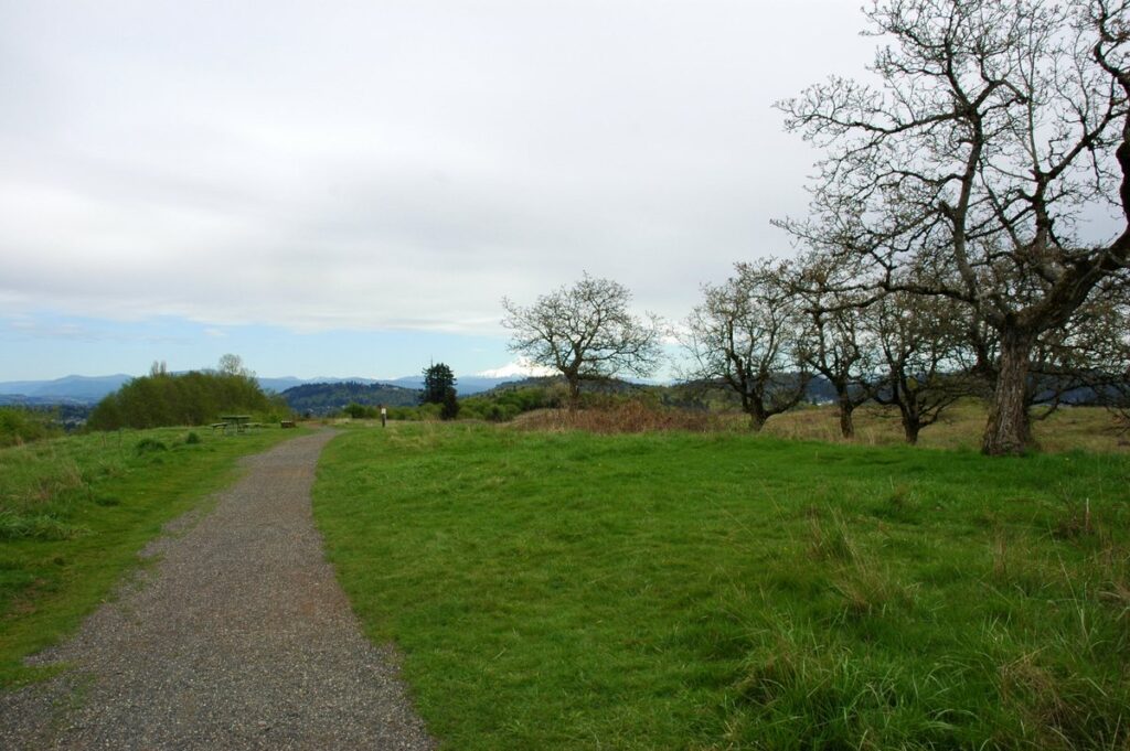 A gravel path through a grassy summit meadow lined with old, bare fruit trees, with distant hills under a gray sky