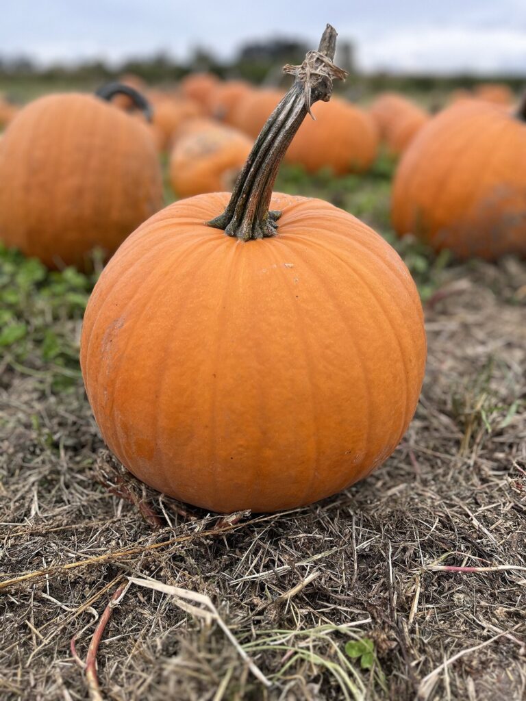 A single orange pumpkin resting on dry grass in a field of pumpkins on Sauvie Island