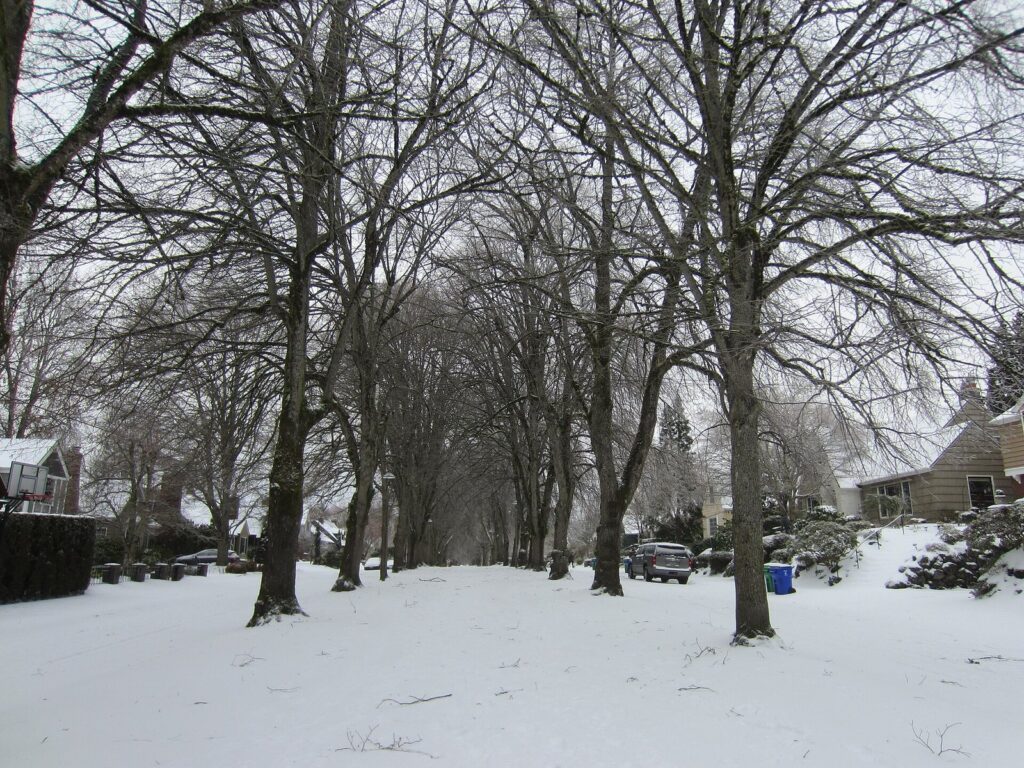 A residential street in Southeast Portland lined with bare trees under a layer of fresh snow