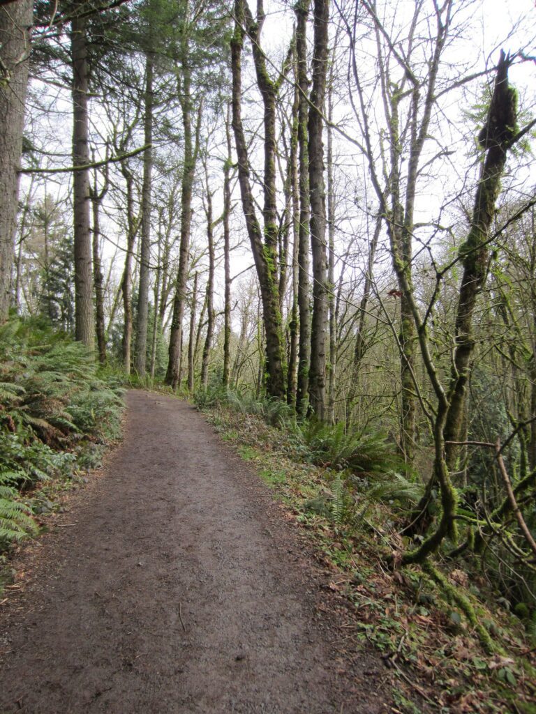 A dirt trail running between mossy bare-branched trees and ferns in a winter forest