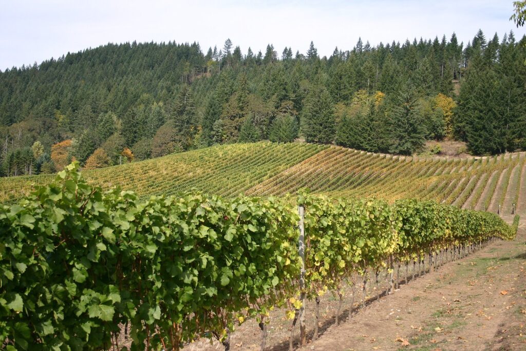 Rows of grapevines turning yellow on a sloping hillside below a dark fir forest
