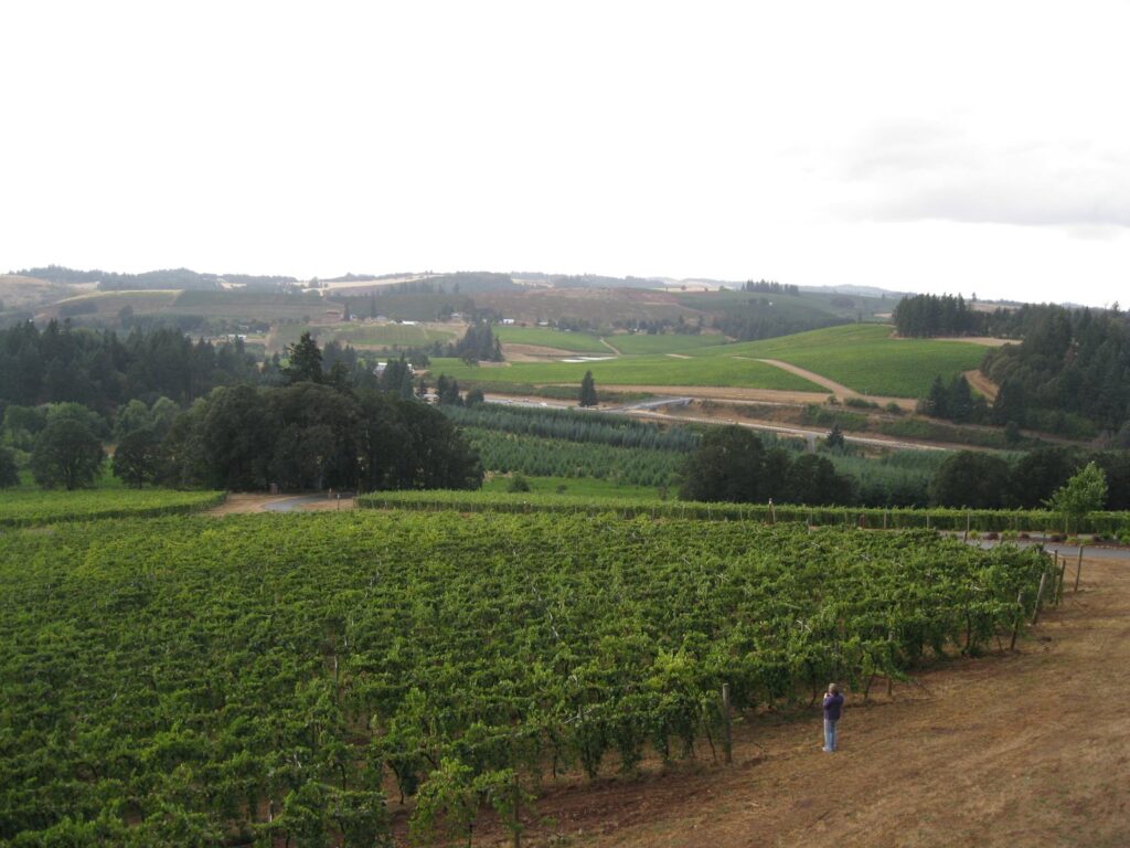Rows of green grapevines in the foreground and rolling hills of vineyards and woodland beyond