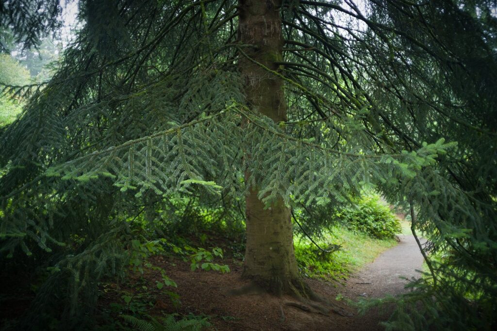 A dirt path curving under the low, sweeping branches of a large evergreen tree in a shady forest